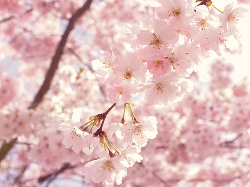 Ο οδηγός σου για να ξεπεράσεις ομαλά το άγχος της μετάβασης από το χειμώνα στην Άνοιξη